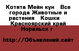Котята Мейн кун - Все города Животные и растения » Кошки   . Красноярский край,Норильск г.